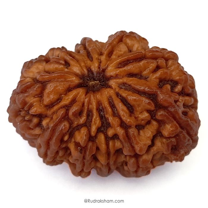 (32.41mm) 11 Mukhi Rudraksha Super Collector Bead | 11 Mukhi Rudraksha Bead | Gyarah Mukhi , Eleven Faced Nepali Rudraksha in Vedic Astrology , Lord Hanuman Rudraksha Bead