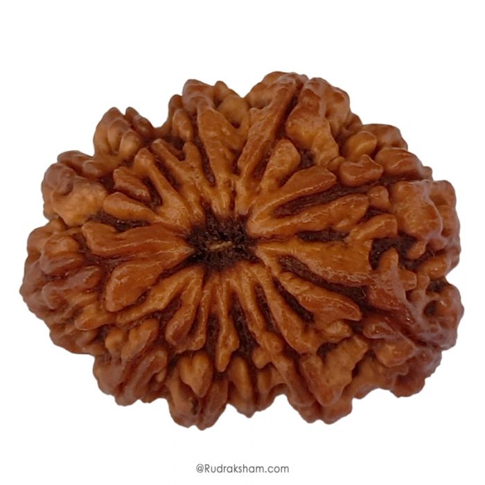 (32.41mm) 11 Mukhi Rudraksha Super Collector Bead | 11 Mukhi Rudraksha Bead | Gyarah Mukhi , Eleven Faced Nepali Rudraksha in Vedic Astrology , Lord Hanuman Rudraksha Bead