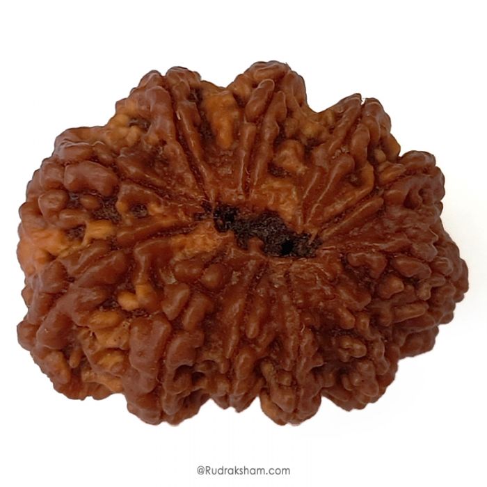 (32.41mm) 11 Mukhi Rudraksha Super Collector Bead | 11 Mukhi Rudraksha Bead | Gyarah Mukhi , Eleven Faced Nepali Rudraksha in Vedic Astrology , Lord Hanuman Rudraksha Bead
