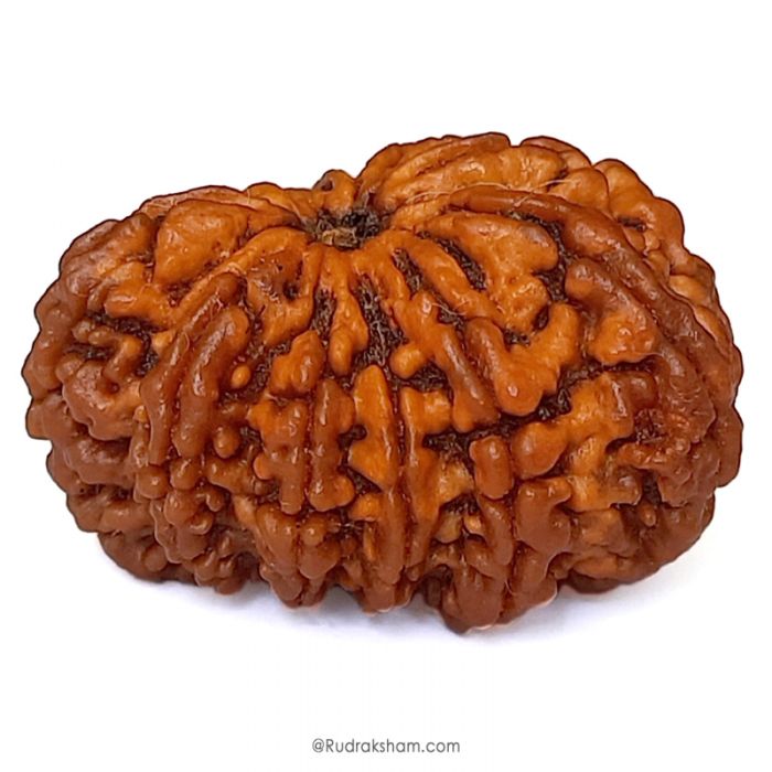 (32.41mm) 11 Mukhi Rudraksha Super Collector Bead | 11 Mukhi Rudraksha Bead | Gyarah Mukhi , Eleven Faced Nepali Rudraksha in Vedic Astrology , Lord Hanuman Rudraksha Bead