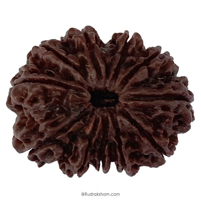 (32.55mm) 11 Mukhi Rudraksha Super Collector Bead | 11 Mukhi Rudraksha Bead | Gyarah Mukhi, Eleven Faced Nepal Rudraksha Bead Buy Online Natural Authentic And Energised 11 Mukhi Super Collector Bead