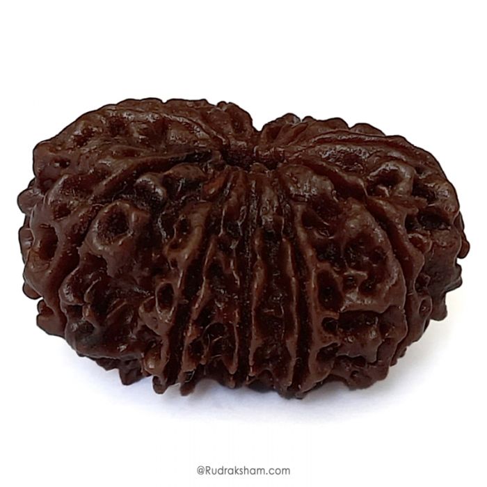 (32.55mm) 11 Mukhi Rudraksha Super Collector Bead | 11 Mukhi Rudraksha Bead | Gyarah Mukhi, Eleven Faced Nepal Rudraksha Bead Buy Online Natural Authentic And Energised 11 Mukhi Super Collector Bead