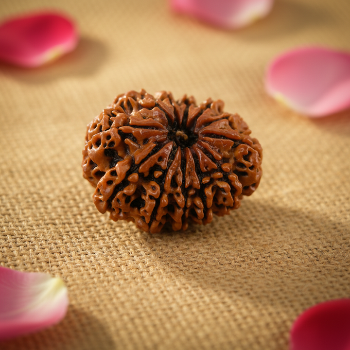 Original 12 Mukhi Rudraksha (Nepal), Barah Mukhi – Leadership & Radiance