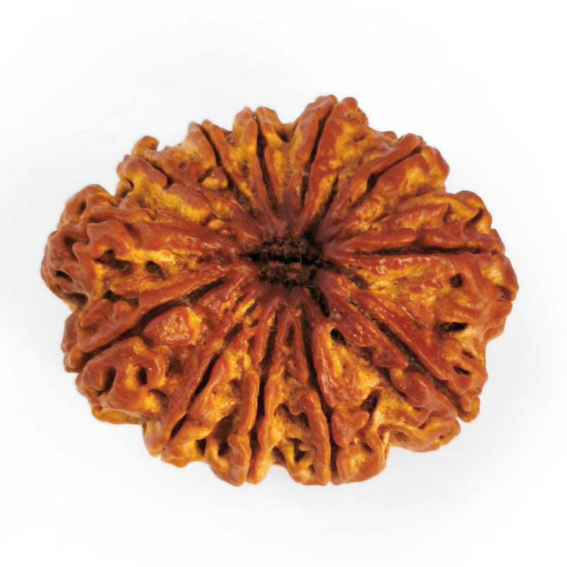 (32.70mm) 12 Mukhi Ganesh Rudraksha Bead from Nepal | Twelve 12 Faced Ganesha Energised & Original Rudraksham Benefits and Mantra