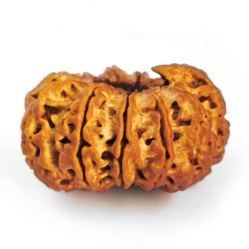 (32.70mm) 12 Mukhi Ganesh Rudraksha Bead from Nepal | Twelve 12 Faced Ganesha Energised & Original Rudraksham Benefits and Mantra