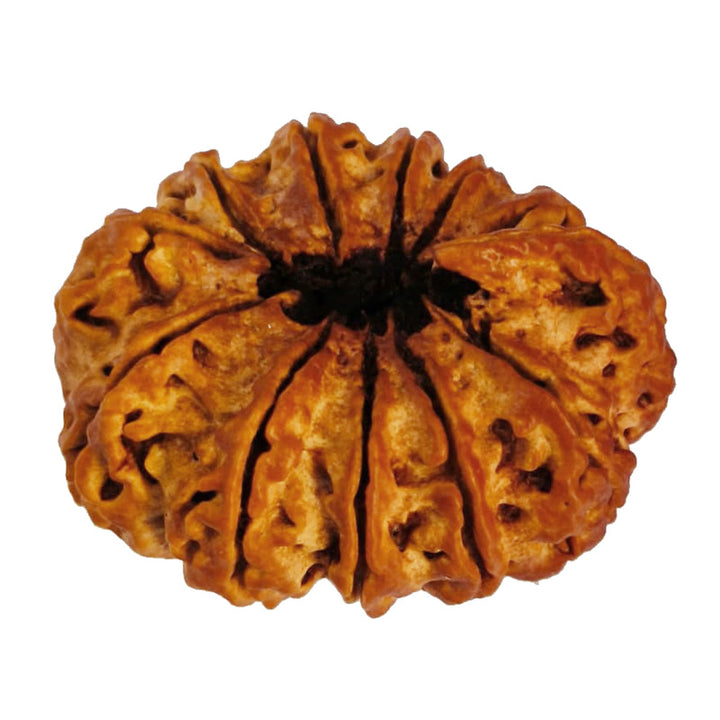 (32.70mm) 12 Mukhi Ganesh Rudraksha Bead from Nepal | Twelve 12 Faced Ganesha Energised & Original Rudraksham Benefits and Mantra