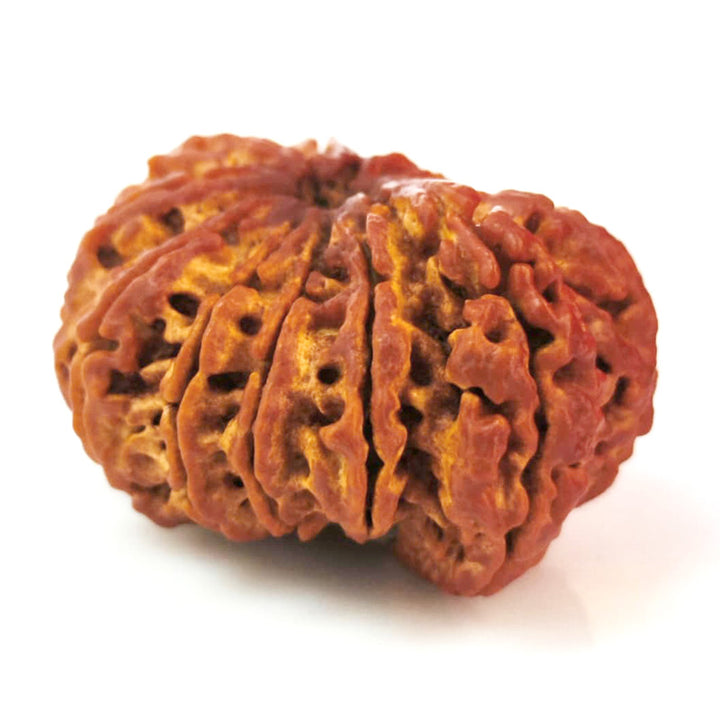 (32.70mm) 12 Mukhi Ganesh Rudraksha Bead from Nepal | Twelve 12 Faced Ganesha Energised & Original Rudraksham Benefits and Mantra