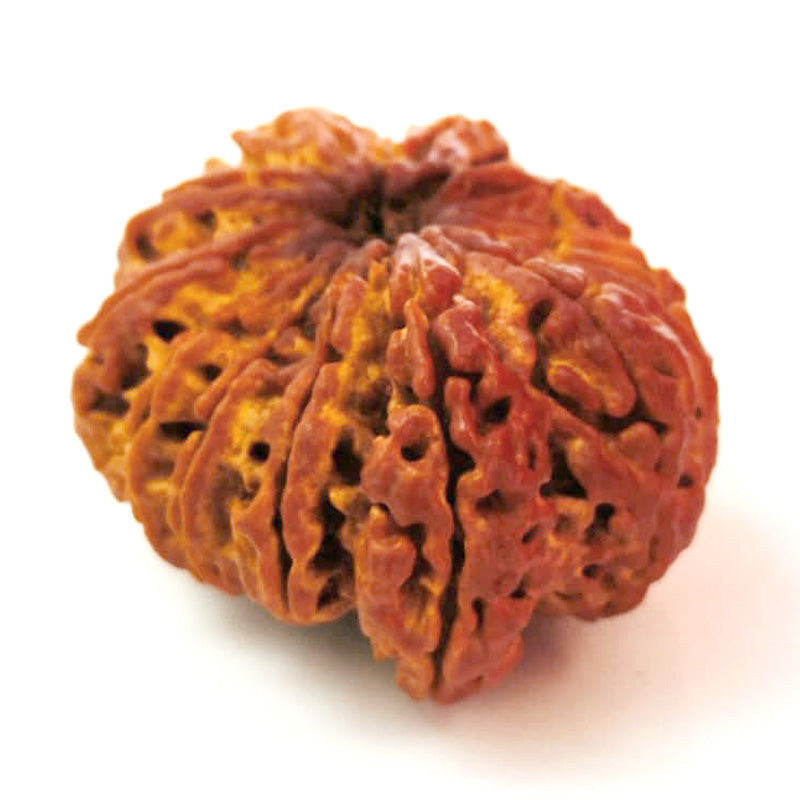 (32.70mm) 12 Mukhi Ganesh Rudraksha Bead from Nepal | Twelve 12 Faced Ganesha Energised & Original Rudraksham Benefits and Mantra
