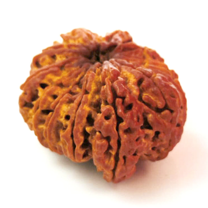 (32.70mm) 12 Mukhi Ganesh Rudraksha Bead from Nepal | Twelve 12 Faced Ganesha Energised & Original Rudraksham Benefits and Mantra