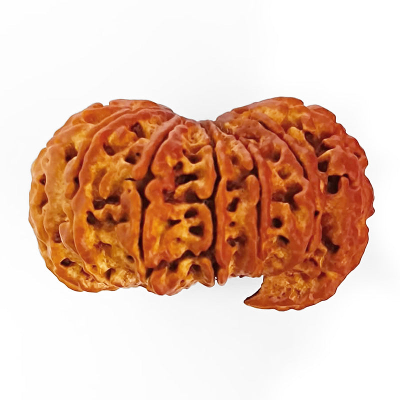 (32.70mm) 12 Mukhi Ganesh Rudraksha Bead from Nepal | Twelve 12 Faced Ganesha Energised & Original Rudraksham Benefits and Mantra