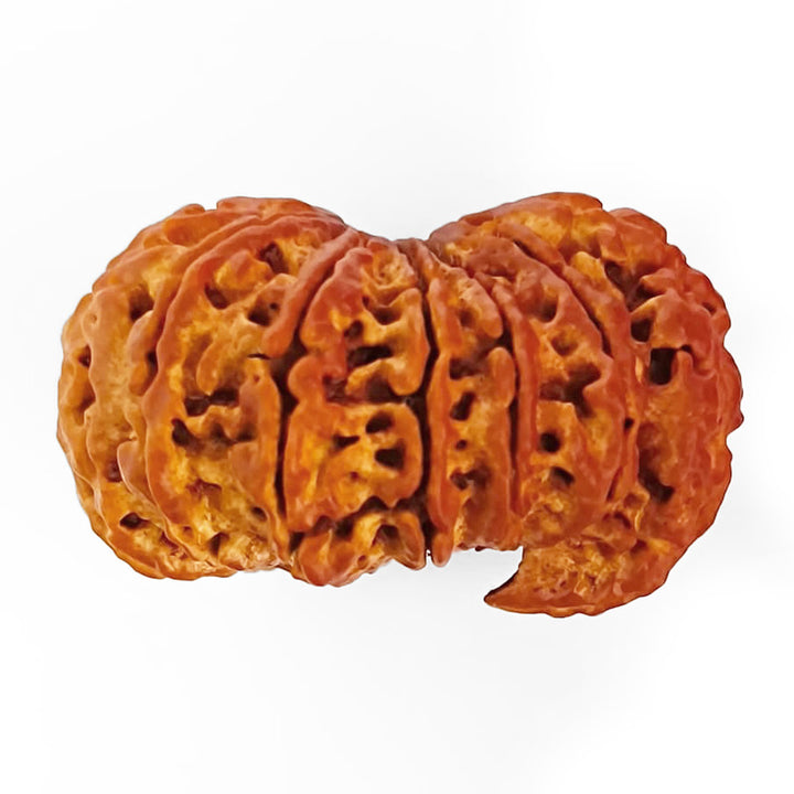 (32.70mm) 12 Mukhi Ganesh Rudraksha Bead from Nepal | Twelve 12 Faced Ganesha Energised & Original Rudraksham Benefits and Mantra