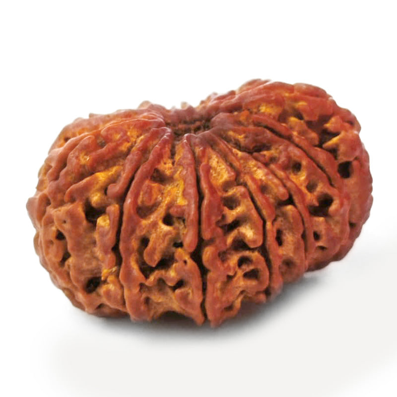(32.70mm) 12 Mukhi Ganesh Rudraksha Bead from Nepal | Twelve 12 Faced Ganesha Energised & Original Rudraksham Benefits and Mantra