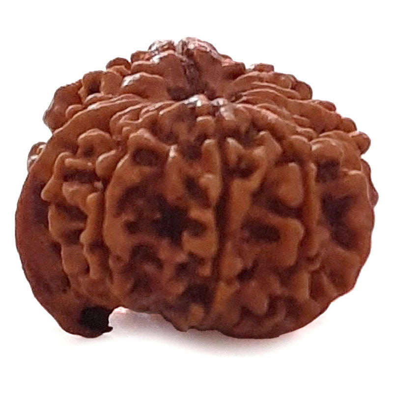 (24.75mm) 12 Mukhi Ganesh Rudraksha Bead | Twelve 12 Faced Ganesh Rudraksha from Nepal | Energised & Pure Rudraksha - 2