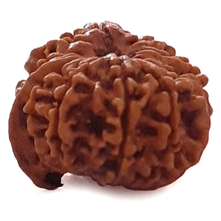 (24.75mm) 12 Mukhi Ganesh Rudraksha Bead | Twelve 12 Faced Ganesh Rudraksha from Nepal | Energised & Pure Rudraksha - 2