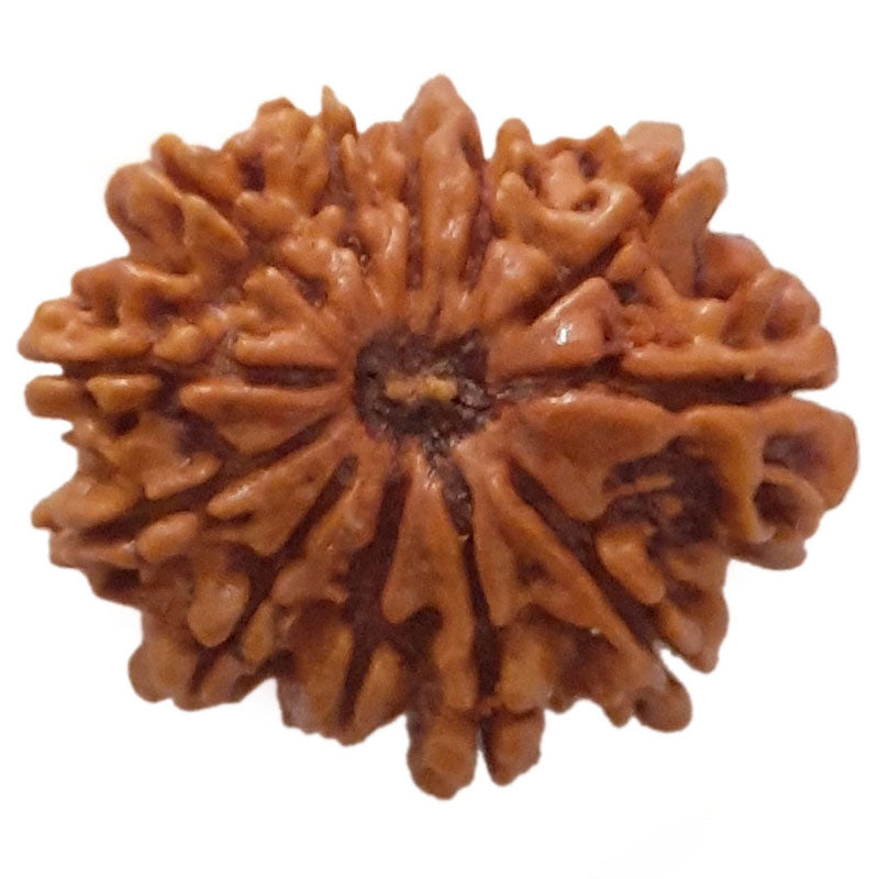 (24.75mm) 12 Mukhi Ganesh Rudraksha Bead | Twelve 12 Faced Ganesh Rudraksha from Nepal | Energised & Pure Rudraksha - 2