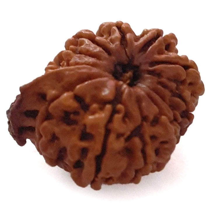 (23.43mm) 12 Mukhi Ganesh Rudraksha | Twelve 12 Faced Ganesh Bead | Barah Mukhi Energised & Original Rudraksham Benefits And Mantra - 3