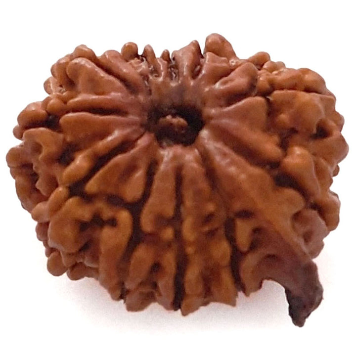 (23.43mm) 12 Mukhi Ganesh Rudraksha | Twelve 12 Faced Ganesh Bead | Barah Mukhi Energised & Original Rudraksham Benefits And Mantra - 3