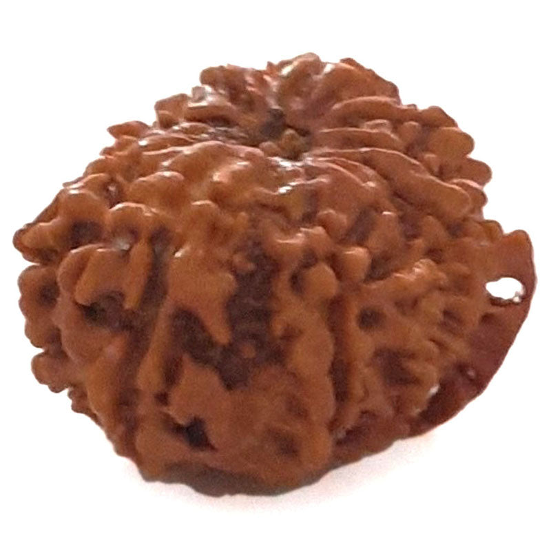 (25.21mm) 12 Mukhi Ganesh Nepali Rudraksha Bead | Twelve 12 Faced Ganesha Rudraksha |Sun Rudraksha - 5