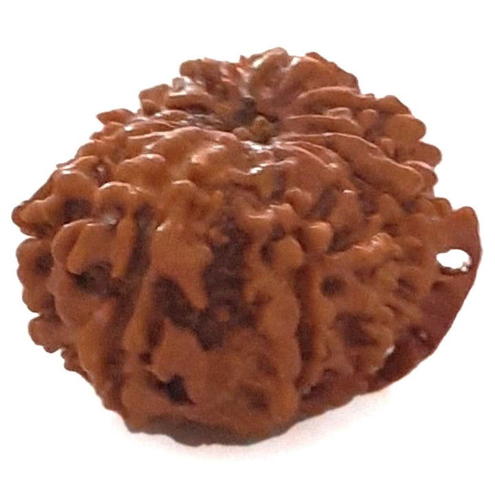 (25.21mm) 12 Mukhi Ganesh Nepali Rudraksha Bead | Twelve 12 Faced Ganesha Rudraksha |Sun Rudraksha - 5