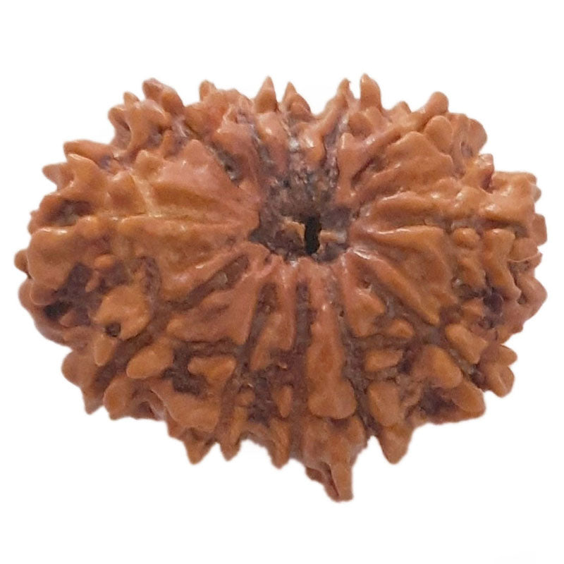 (25.21mm) 12 Mukhi Ganesh Nepali Rudraksha Bead | Twelve 12 Faced Ganesha Rudraksha |Sun Rudraksha - 5