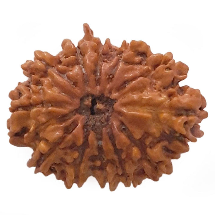 (25.21mm) 12 Mukhi Ganesh Nepali Rudraksha Bead | Twelve 12 Faced Ganesha Rudraksha |Sun Rudraksha - 5