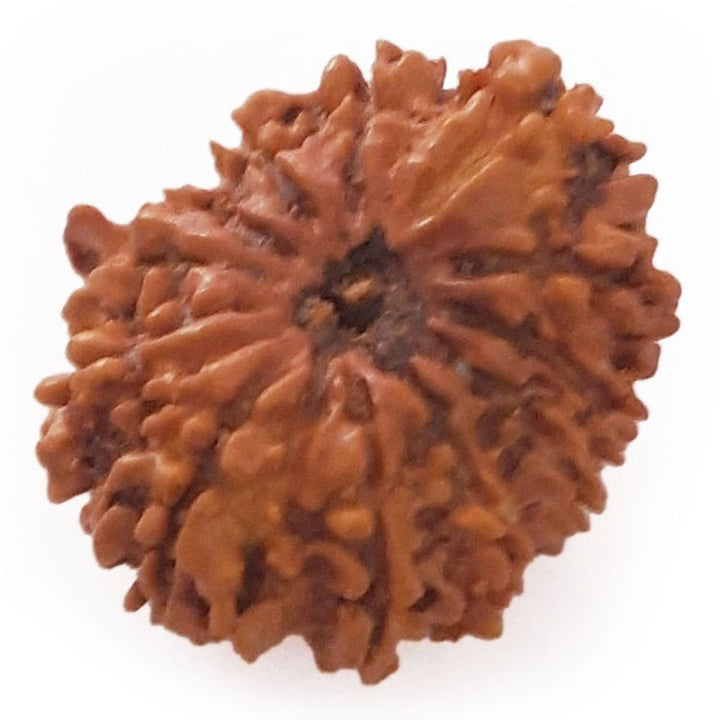 (25.21mm) 12 Mukhi Ganesh Nepali Rudraksha Bead | Twelve 12 Faced Ganesha Rudraksha |Sun Rudraksha - 5