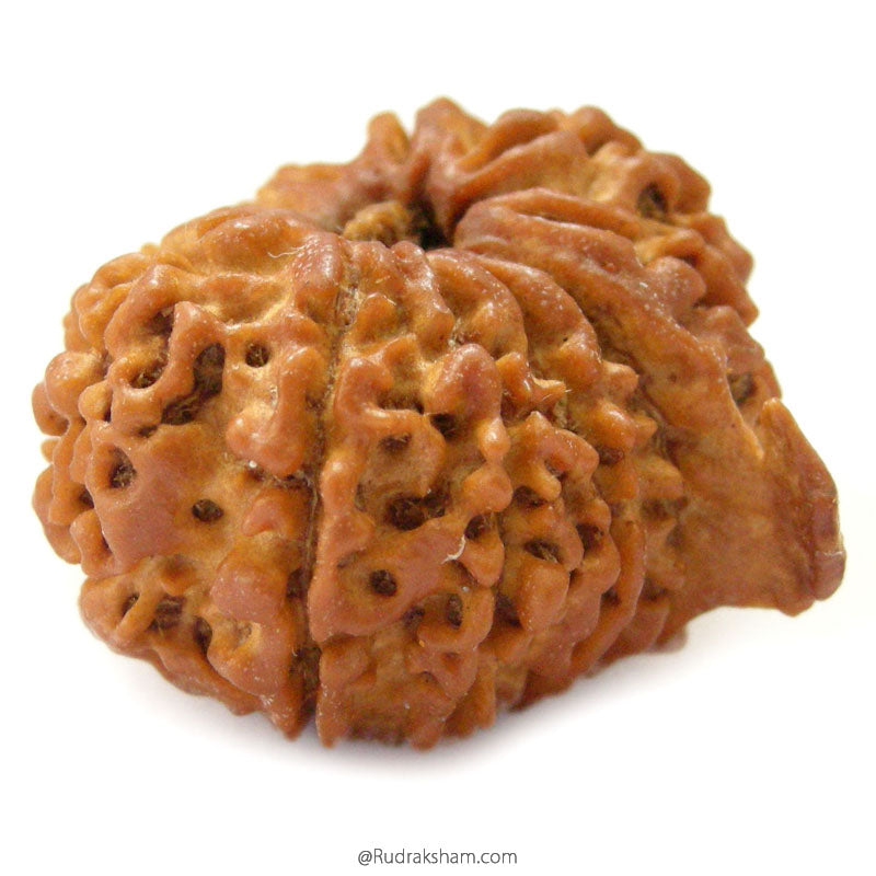 (25.65mm) 12 Mukhi Ganesh Rudraksha Bead from Nepal | Twelve 12 Faced Ganesha Energised & Original Rudraksham Benefits and Mantra 