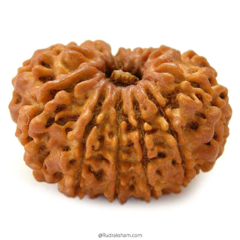 (25.65mm) 12 Mukhi Ganesh Rudraksha Bead from Nepal | Twelve 12 Faced Ganesha Energised & Original Rudraksham Benefits and Mantra 