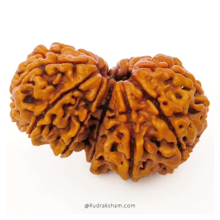 (29.52mm) Gauri Shankar Rudraksha Bead | 12 Mukhi Gauri Shankar Rudraksha | Gauri Shankar Rudraksha Twelve Mukhi | Shiva Parvati Nepal Bead | Original Energised 100% Natural Bead