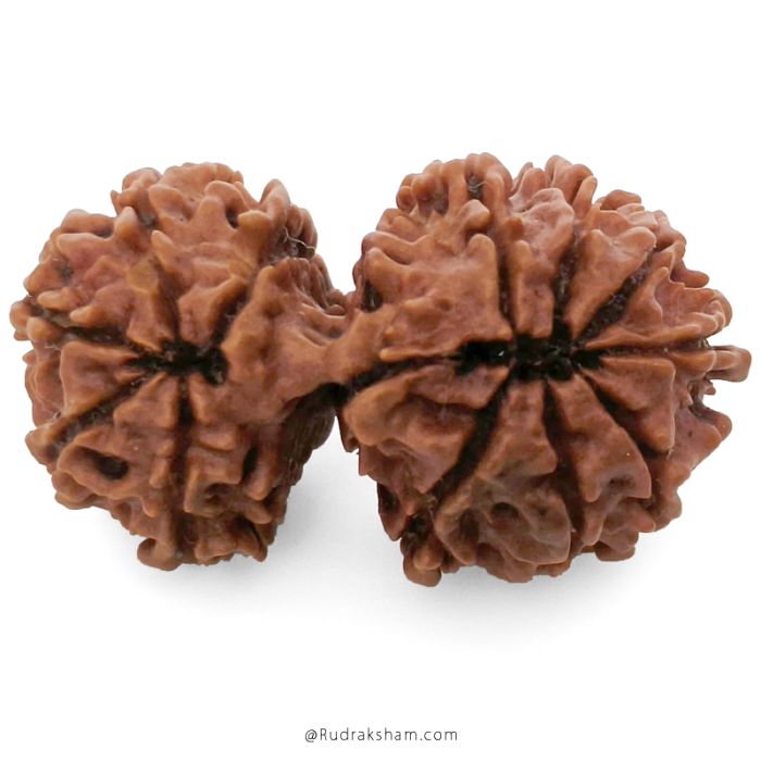 (31.12mm) Gauri Shankar Rudraksha Bead | 12 Mukhi Gauri Shankar Rudraksha | Gauri Shankar Rudraksha Twelve Mukhi | Shiva Parvati Nepal Bead | Original Energised 100% Natural Bead