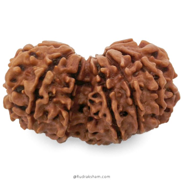 (31.12mm) Gauri Shankar Rudraksha Bead | 12 Mukhi Gauri Shankar Rudraksha | Gauri Shankar Rudraksha Twelve Mukhi | Shiva Parvati Nepal Bead | Original Energised 100% Natural Bead