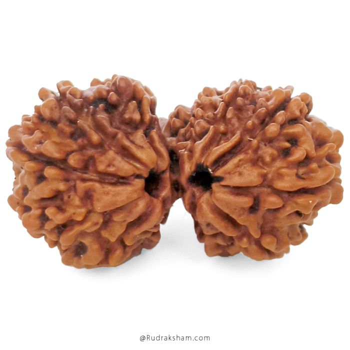 (31.41mm) Gauri Shankar Rudraksha Bead | 12 Mukhi Gauri Shankar Rudraksha | Gauri Shankar Rudraksha Twelve Mukhi | Shiva Parvati Nepal Bead | Original Energised 100% Natural Bead