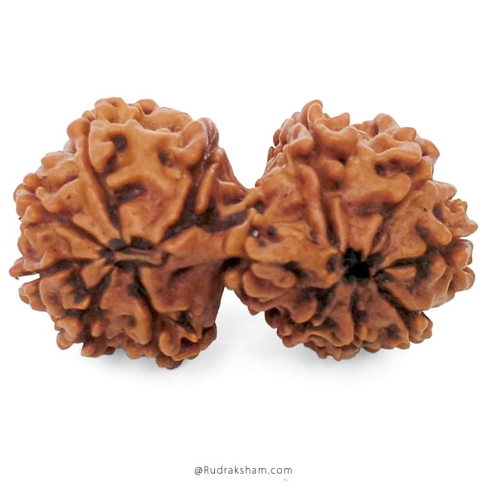 (31.41mm) Gauri Shankar Rudraksha Bead | 12 Mukhi Gauri Shankar Rudraksha | Gauri Shankar Rudraksha Twelve Mukhi | Shiva Parvati Nepal Bead | Original Energised 100% Natural Bead
