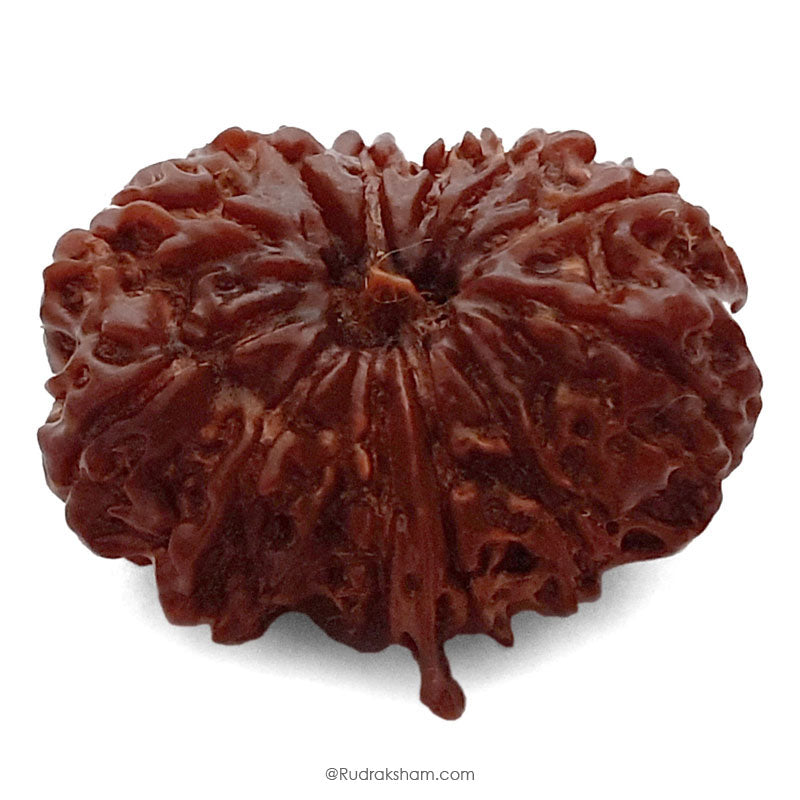(25.65mm) 12 Mukhi Ganesh Rudraksha Bead from Nepal | Twelve 12 Faced Ganesha Energised & Original Rudraksham Benefits and Mantra 