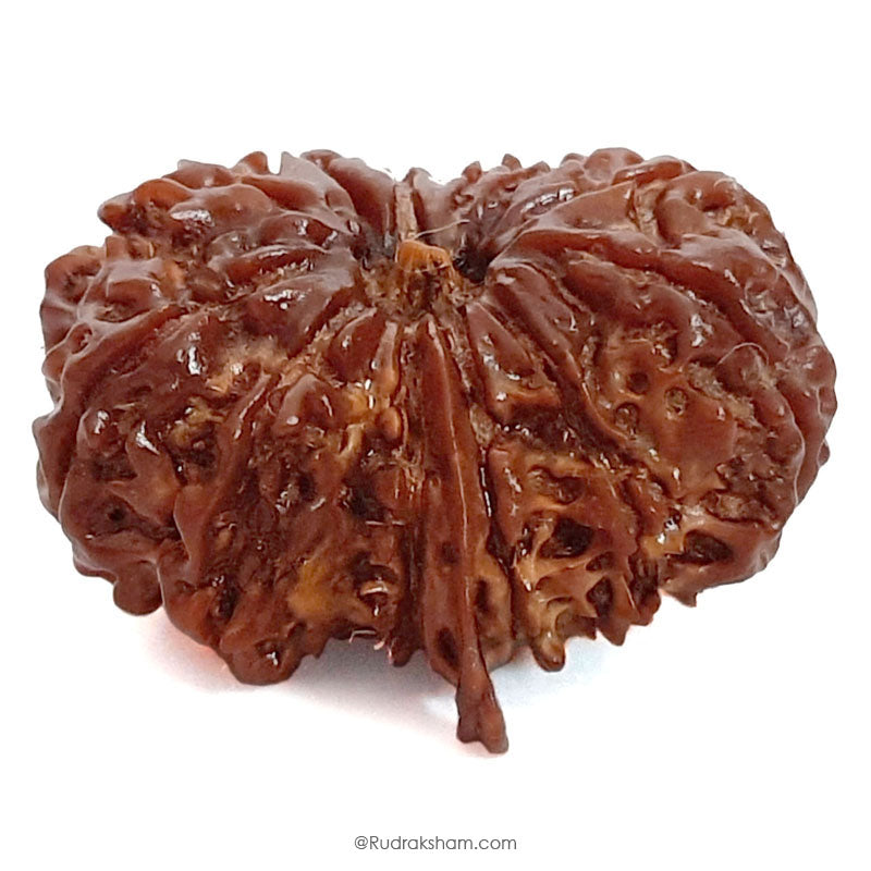 (25.65mm) 12 Mukhi Ganesh Rudraksha Bead from Nepal | Twelve 12 Faced Ganesha Energised & Original Rudraksham Benefits and Mantra 