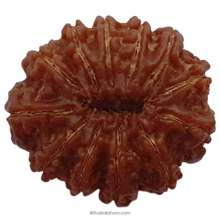 (29.08mm) 12 Mukhi Rudraksha Super Collector Bead | Barah Mukhi, Twelve Faced Rudraksha from Nepal | Benefits of 12 Mukhi Super Collector Bead