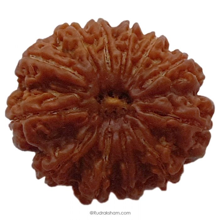 (29.08mm) 12 Mukhi Rudraksha Super Collector Bead | Barah Mukhi, Twelve Faced Rudraksha from Nepal | Benefits of 12 Mukhi Super Collector Bead