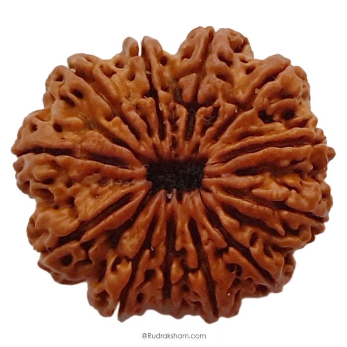 (30.36mm) 12 Mukhi Rudraksha Super Collector Bead | Twelve Mukhi Rudraksha Bead | Barah Mukhi Nepali Rudraksha Bead | 12 Mukhi Rudraksha Mantra and Benefits