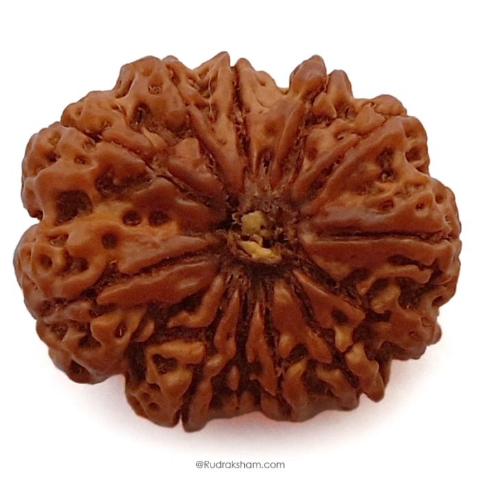 (30.77mm) 12 Mukhi Rudraksha Super Collector Bead | Barah Mukhi ( 12 ) , Twelve Faced Nepali Rudraksha Bead | 12 Mukhi Rudraksha In Vedic Astrology, Benefits And Mantra