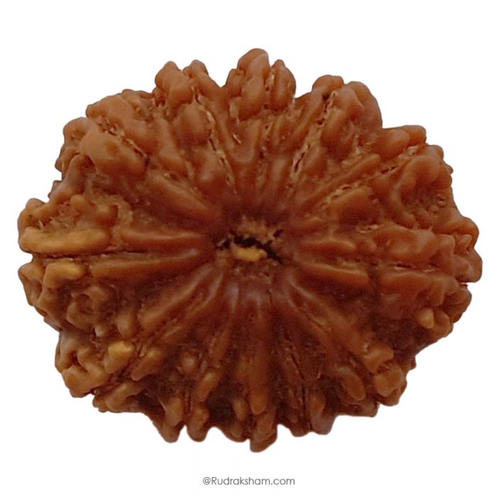 (30.91mm) 12 Mukhi Rudraksha Super Collector Bead |12 Mukhi Rudraksha Bead | Barah Mukhi - Twelve Faced Rudraksha Nepal Origin, Buy Online Energised And Original 12 Mukhi Rudraksha - Super Collector Bead