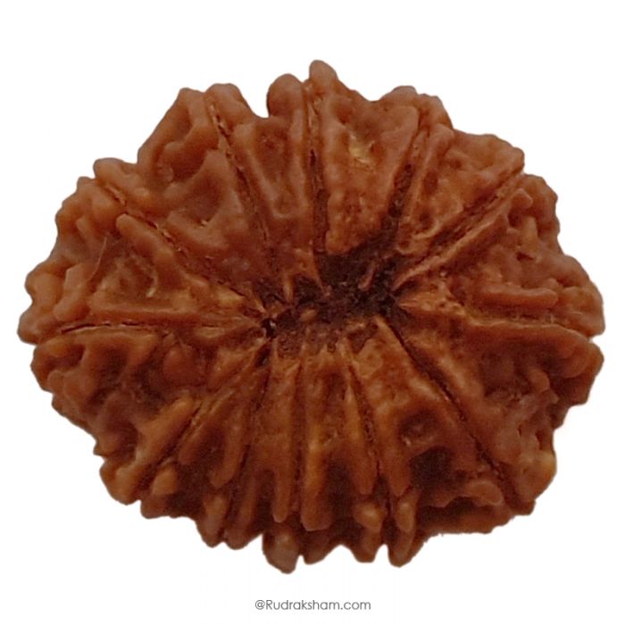 (30.91mm) 12 Mukhi Rudraksha Super Collector Bead |12 Mukhi Rudraksha Bead | Barah Mukhi - Twelve Faced Rudraksha Nepal Origin, Buy Online Energised And Original 12 Mukhi Rudraksha - Super Collector Bead