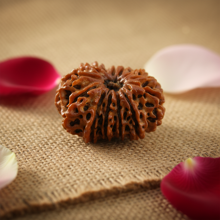 Original 13 Mukhi Rudraksha from Nepal – Power of Attraction & Desire