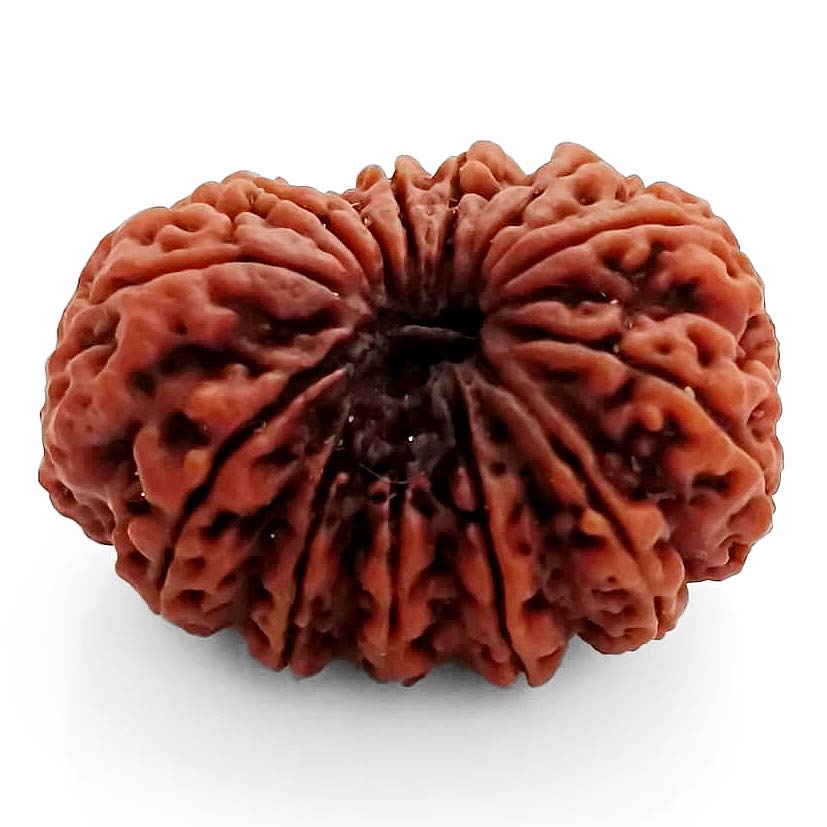 (29mm) 13 Mukhi Rudraksha Super Collector Bead | 13 Mukhi Rudraksha Bead | Terah Mukhi - Thirteen Faced - Rudraksha from Nepal 100% Authentic Pure Natural - Super Collector Bead