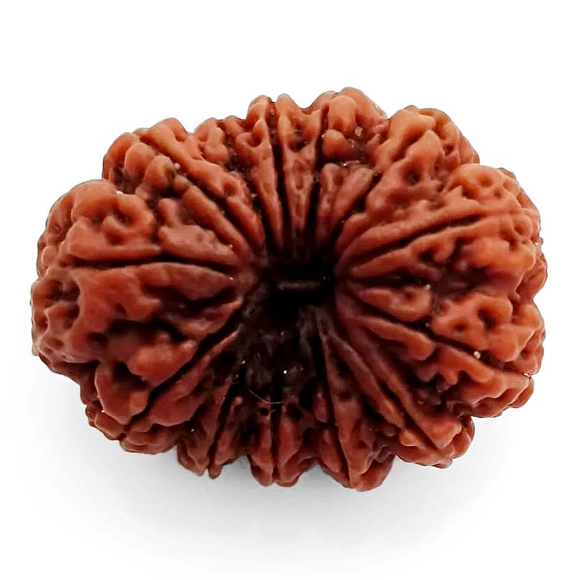 (29mm) 13 Mukhi Rudraksha Super Collector Bead | 13 Mukhi Rudraksha Bead | Terah Mukhi - Thirteen Faced - Rudraksha from Nepal 100% Authentic Pure Natural - Super Collector Bead