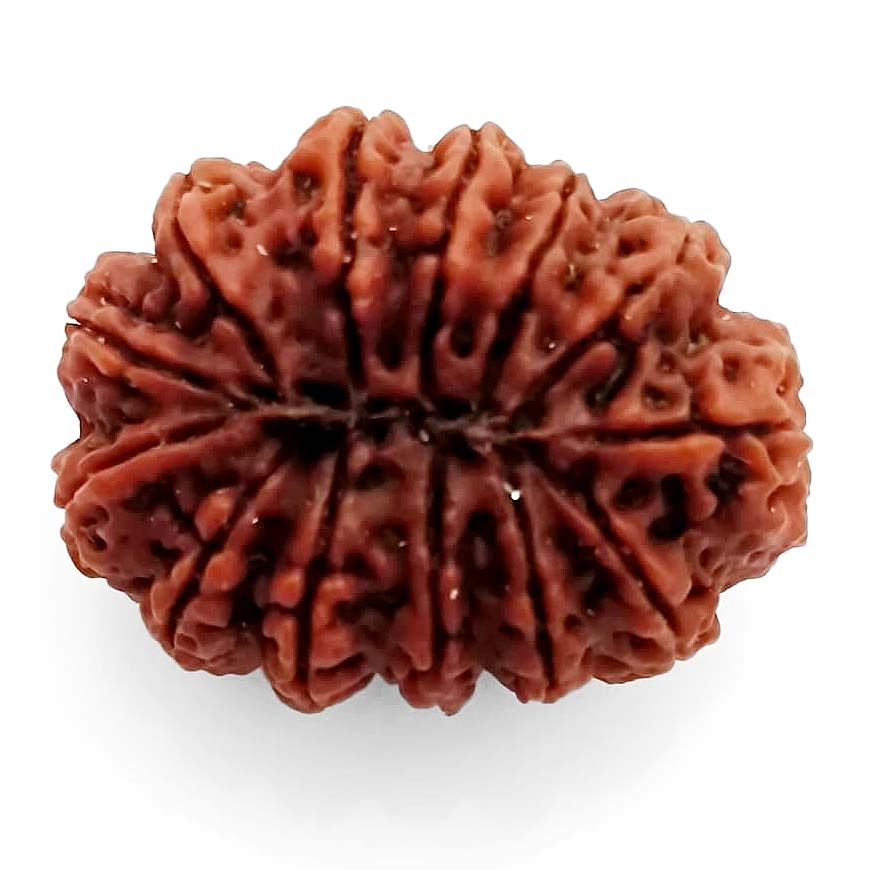 (29mm) 13 Mukhi Rudraksha Super Collector Bead | 13 Mukhi Rudraksha Bead | Terah Mukhi - Thirteen Faced - Rudraksha from Nepal 100% Authentic Pure Natural - Super Collector Bead