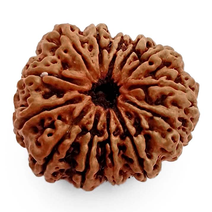 (29.50mm) 13 Mukhi Rudraksha Super Collector Bead | 13 Mukhi Rudraksha Bead | Terah Mukhi - Thirteen Faced - Rudraksha from Nepal 100% Authentic Pure Natural - Super Collector Bead