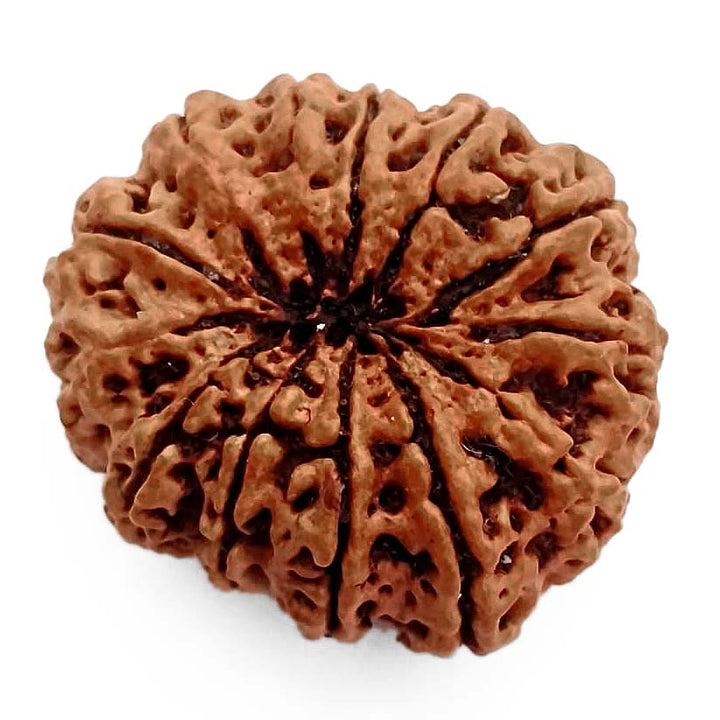 (29.50mm) 13 Mukhi Rudraksha Super Collector Bead | 13 Mukhi Rudraksha Bead | Terah Mukhi - Thirteen Faced - Rudraksha from Nepal 100% Authentic Pure Natural - Super Collector Bead