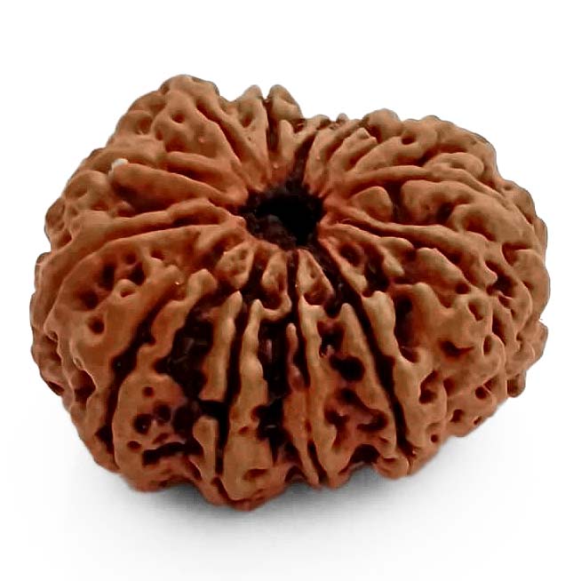 (29.50mm) 13 Mukhi Rudraksha Super Collector Bead | 13 Mukhi Rudraksha Bead | Terah Mukhi - Thirteen Faced - Rudraksha from Nepal 100% Authentic Pure Natural - Super Collector Bead