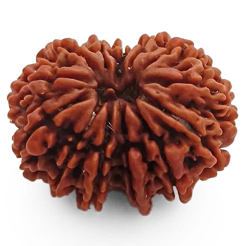 (29.60mm) 13 Mukhi Rudraksha Super Collector Bead | 13 Mukhi Rudraksha Bead | Terah Mukhi - Thirteen Faced - Rudraksha from Nepal 100% Authentic Pure Natural - Super Collector Bead