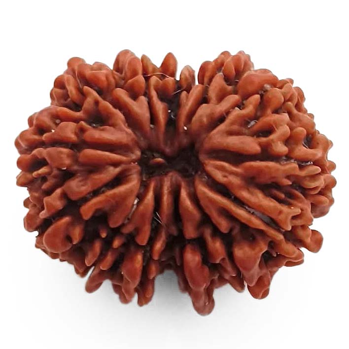 (29.60mm) 13 Mukhi Rudraksha Super Collector Bead | 13 Mukhi Rudraksha Bead | Terah Mukhi - Thirteen Faced - Rudraksha from Nepal 100% Authentic Pure Natural - Super Collector Bead